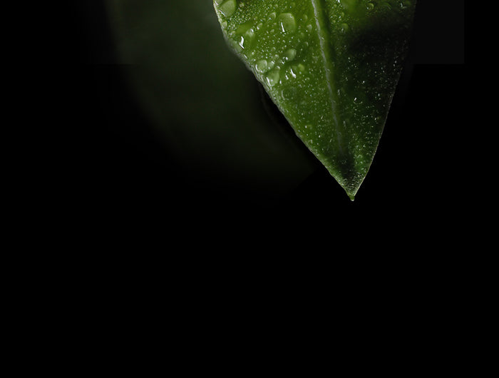 <h1>THE POWER OF NATURE.</h1>