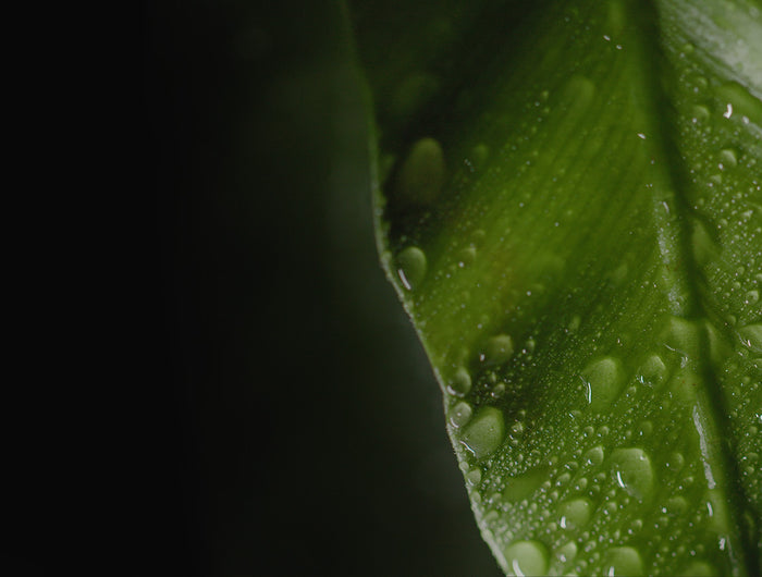 <h1>THE POWER OF NATURE.</h1>